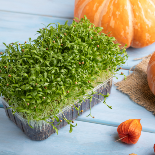 Cilantro Microgreens