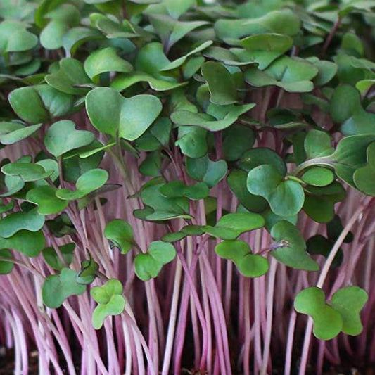 Purple Kohlrabi Microgreens