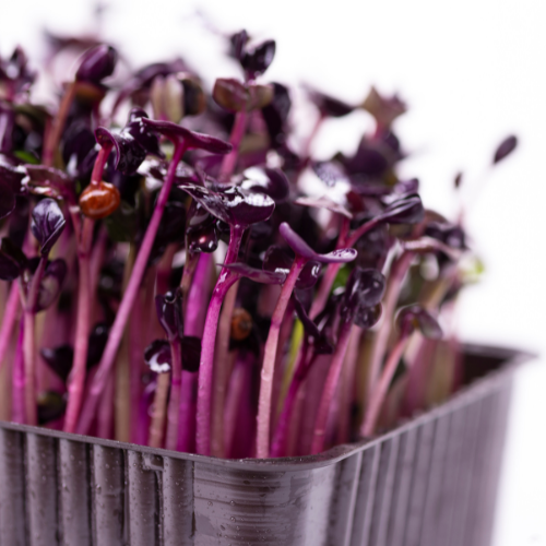 Rambo Radish Microgreens