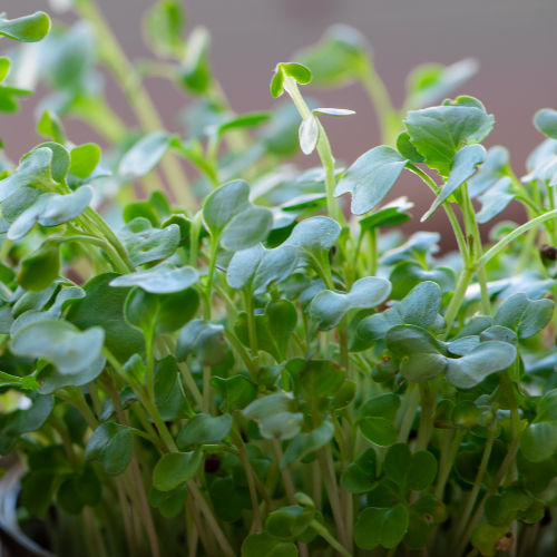 Alfalfa Microgreens