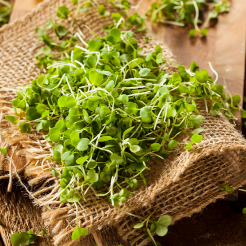 Arugula Microgreens