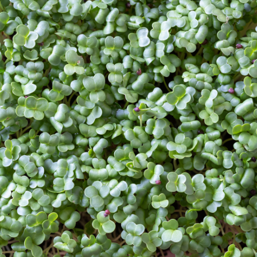 Broccoli Microgreens