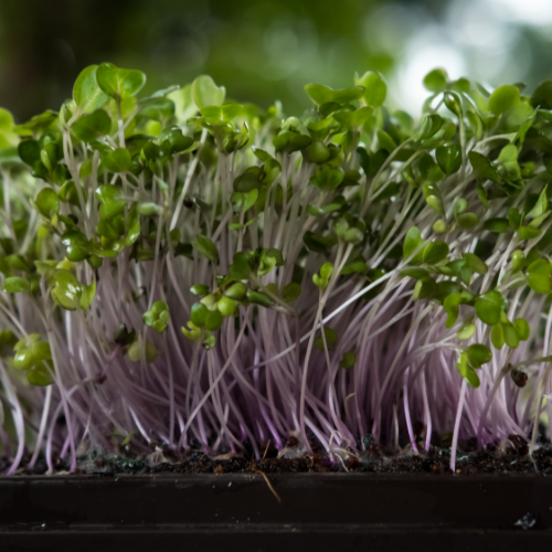 Kale Microgreens