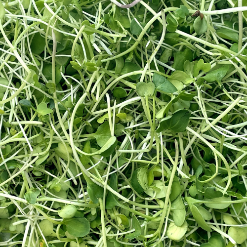 Pak Choi Microgreens