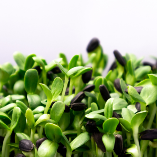 Sunflower Microgreens